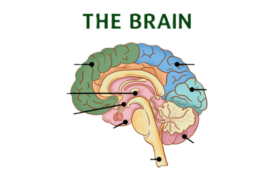 Addiction and the Brain